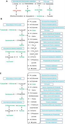 Shade and Cd Conditions Strongly Impact the Physiological Responses of Purple Perilla